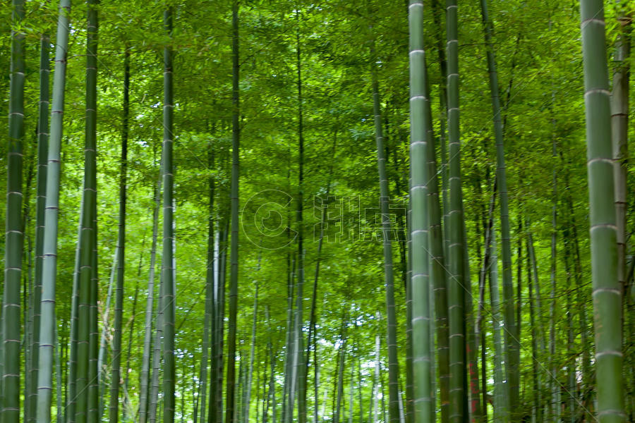 竹海竹林图片素材免费下载