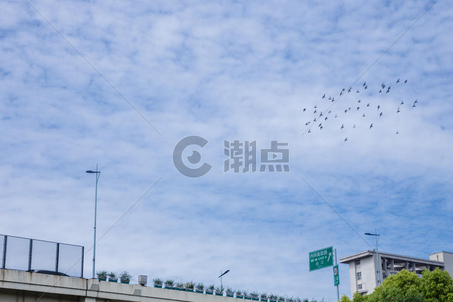城市天空鸟儿成群飞翔图片素材免费下载