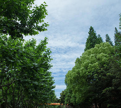 校园树林天空背景图片素材免费下载