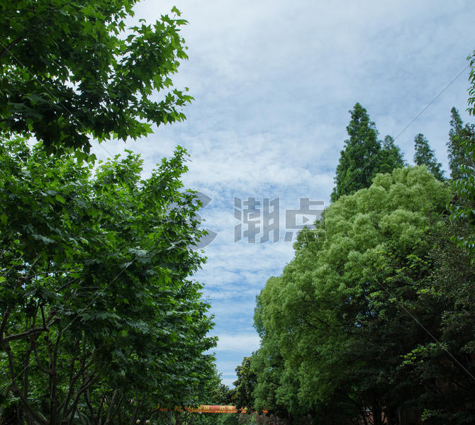 校园树林天空背景图片素材免费下载