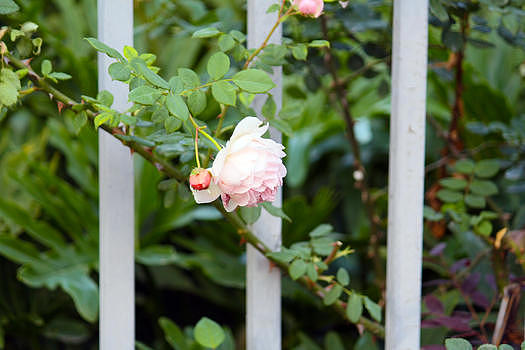 外栏白玫瑰花朵图片素材免费下载
