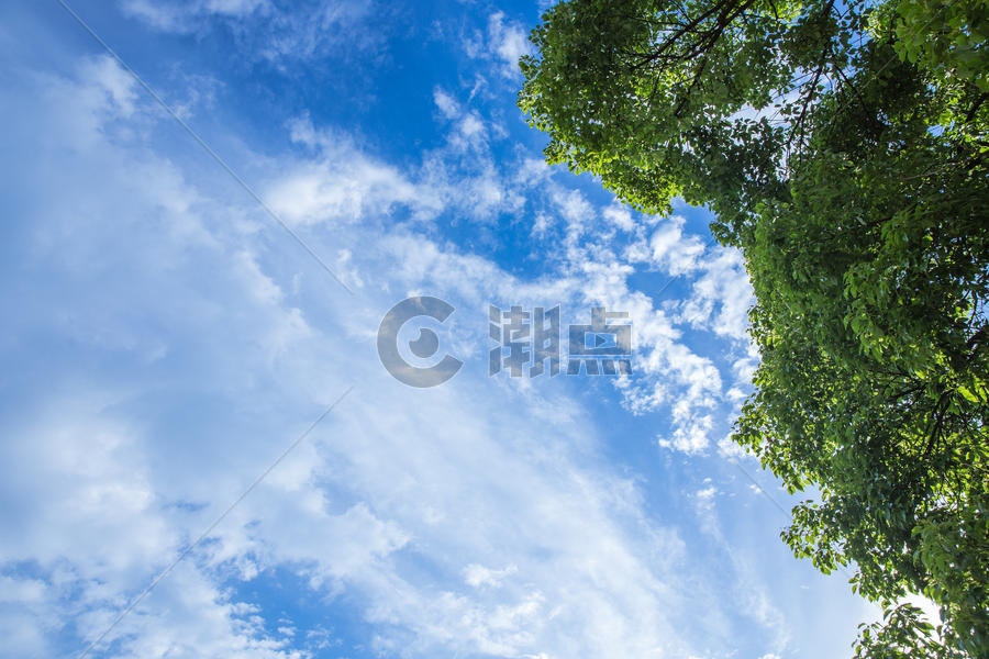 清新自然大树蓝天白云风景图片素材免费下载