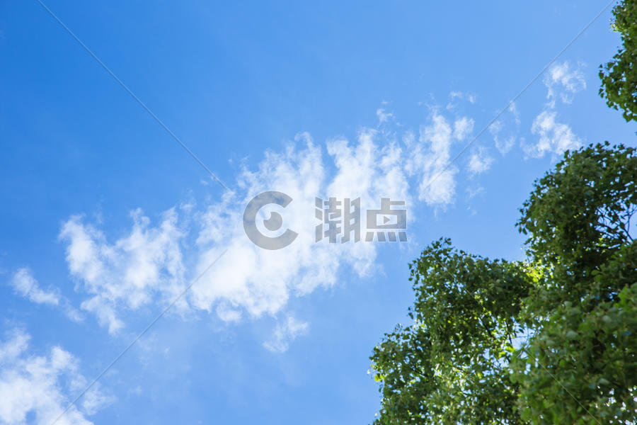 清新自然大树蓝天白云风景图片素材免费下载