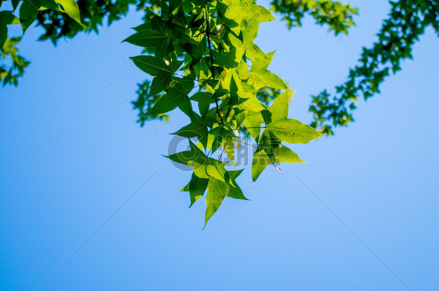 夏天阳光下的翠绿叶子图片素材免费下载