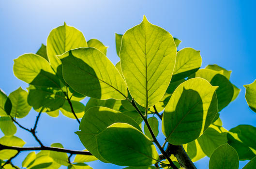 树叶通透-阳光与天空的邂逅图片素材免费下载