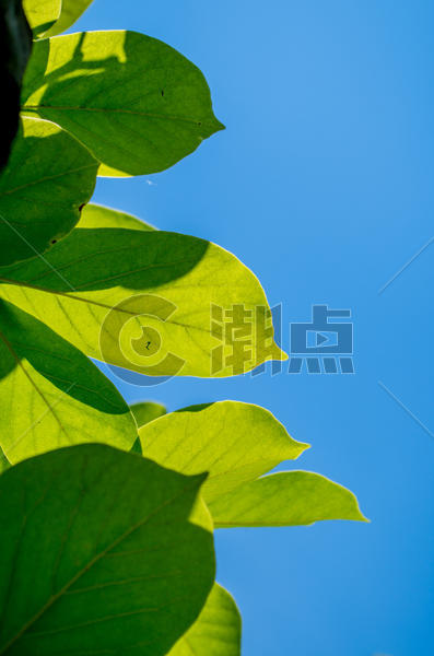 树叶通透-阳光与天空的邂逅图片素材免费下载