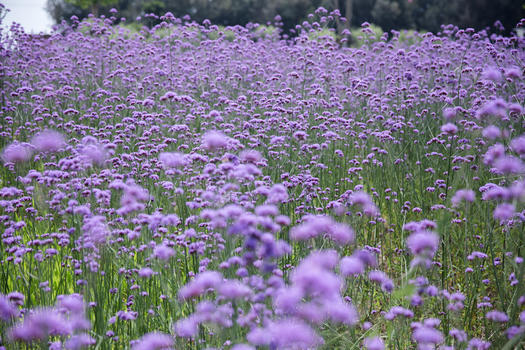 公园紫色开放花的风景图片素材免费下载