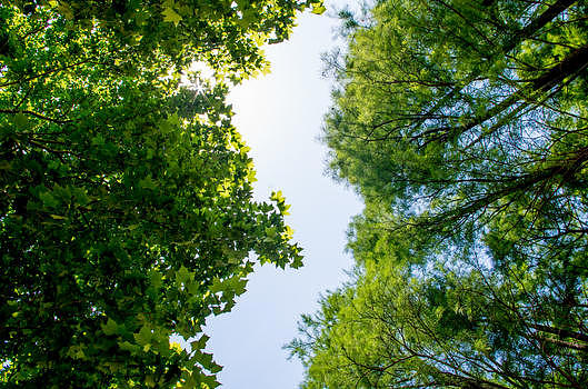 树木缝隙之中的蓝天图片素材免费下载