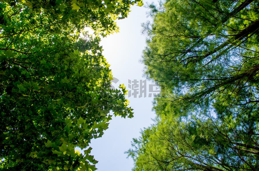 树木缝隙之中的蓝天图片素材免费下载