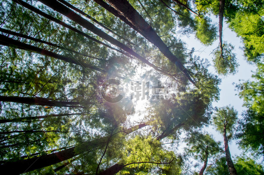 树木缝隙之中的阳光图片素材免费下载