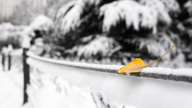 雪中公园银杏叶图片素材免费下载
