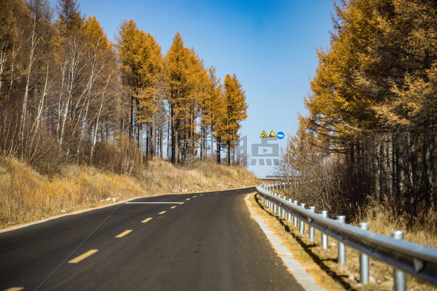 秋天白桦树林中的公路图片素材免费下载