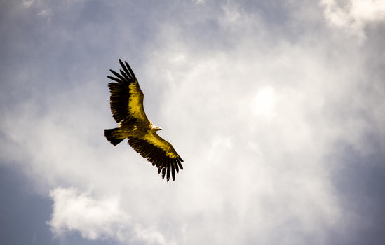 翱翔在蓝天的雄鹰图片素材免费下载