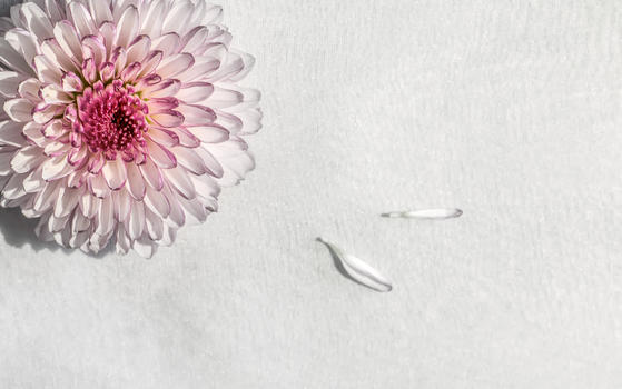 淡淡的雏菊香图片素材免费下载