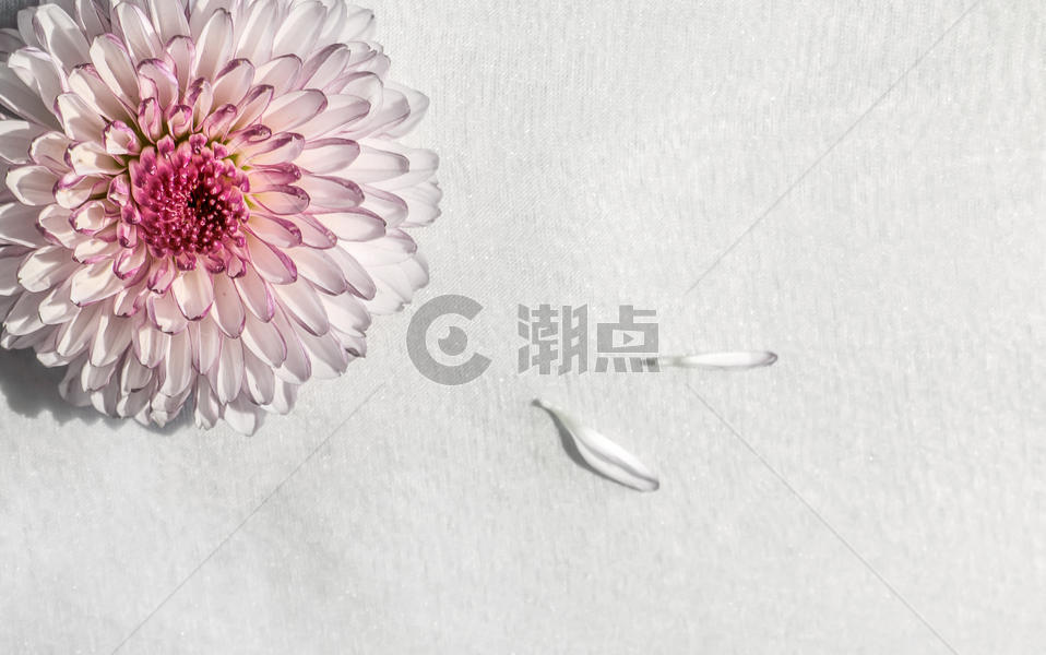 淡淡的雏菊香图片素材免费下载