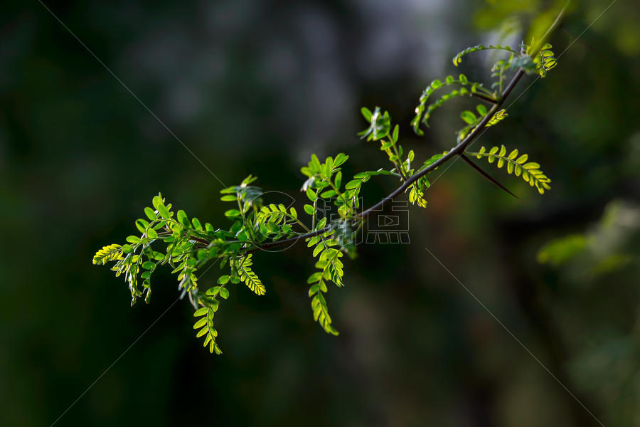 春天里的绿色小树枝图片素材免费下载
