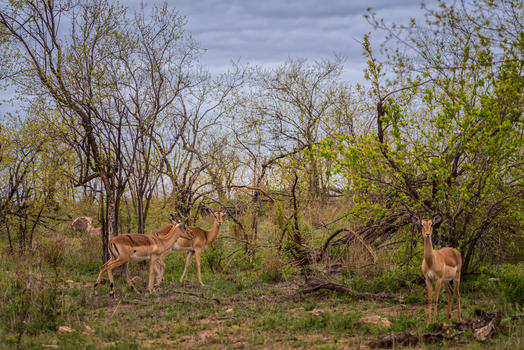 南非克鲁格国家公园的羚羊图片素材免费下载
