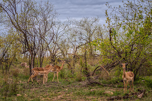 南非克鲁格国家公园的羚羊图片素材免费下载