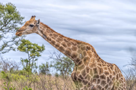 非洲草原上的长颈鹿图片素材免费下载