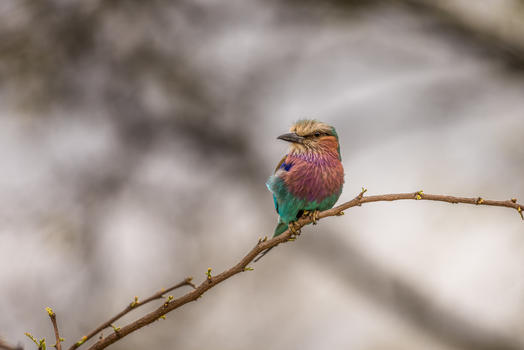 南非美丽的小鸟图片素材免费下载