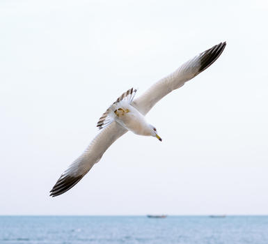 海鸥翱翔图片素材免费下载