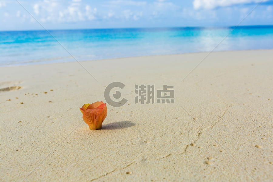 马尔代夫海滩边的花图片素材免费下载