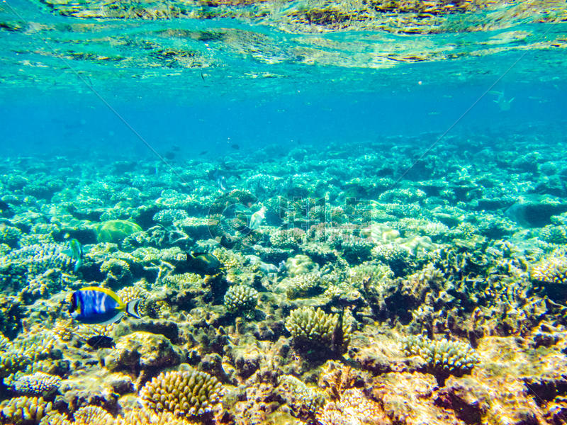 马尔代夫珊瑚礁图片素材免费下载