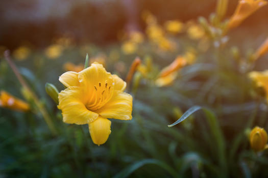 植物摄影黄色花朵图片素材免费下载