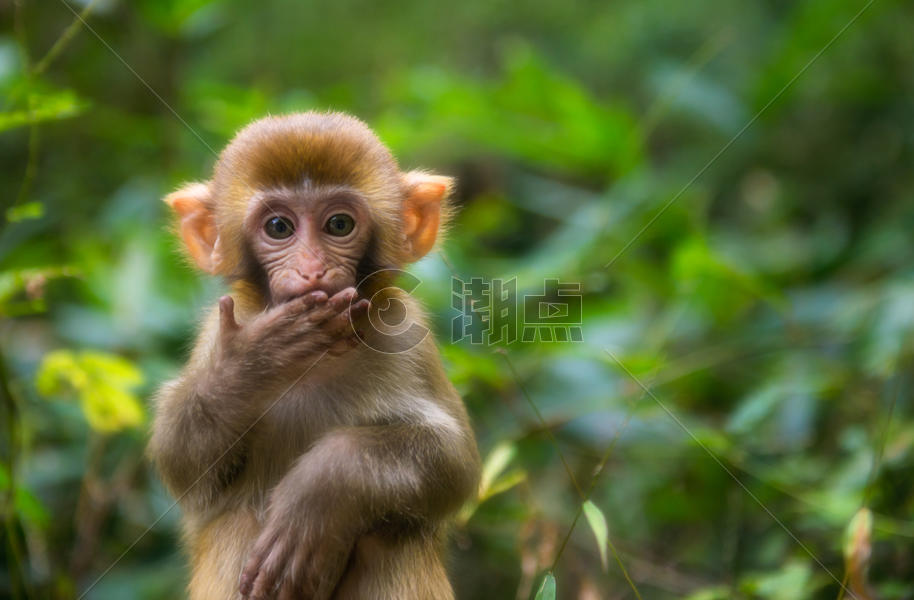 张家界可爱的猴子图片素材免费下载