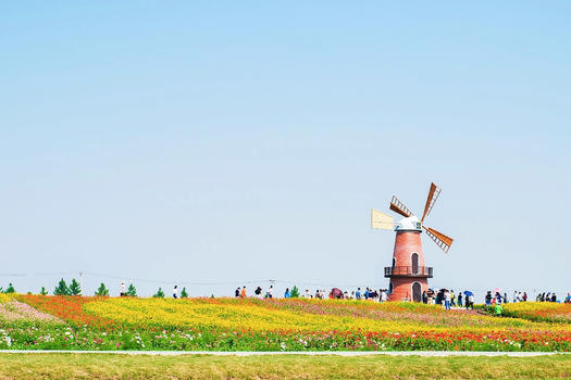 牛角大圩的花海与荷兰风车图片素材免费下载