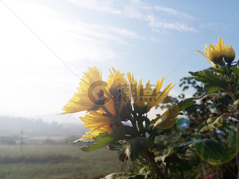 阳光下盛开的黄菊花图片素材免费下载