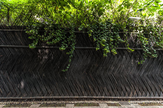 夏天绿叶下的篱笆墙背景图片素材免费下载