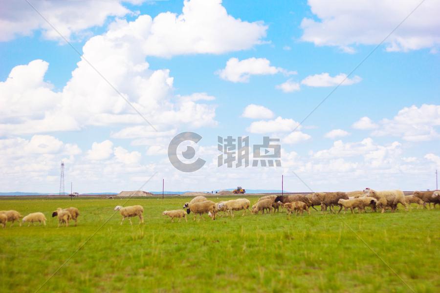 赤峰草原上的一群羊图片素材免费下载
