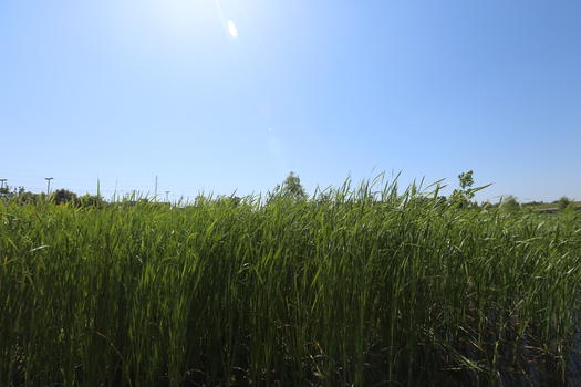 西安浐灞国家湿地公园图片素材免费下载