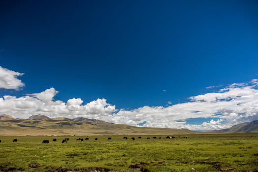 西藏草原上的羊群图片免费下载图片素材免费下载