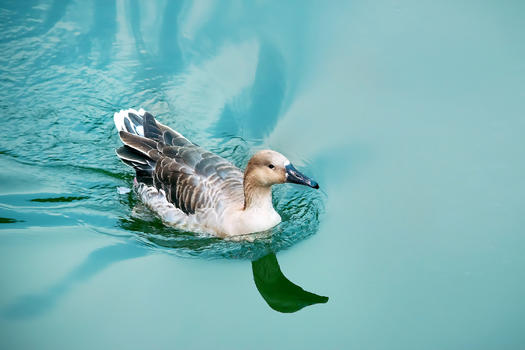 水上游的鸭子图片素材免费下载