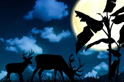 月光下的鹿图片素材免费下载