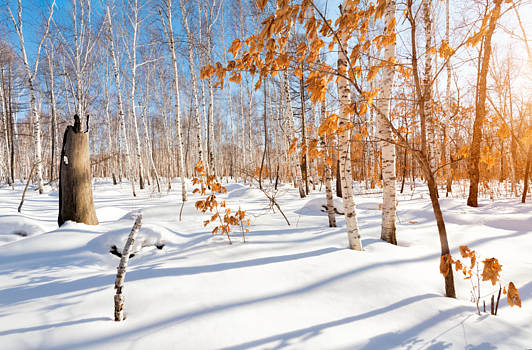 雪地红叶枯树图片素材免费下载