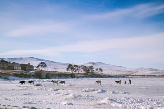 冰湖上的牛群图片素材免费下载