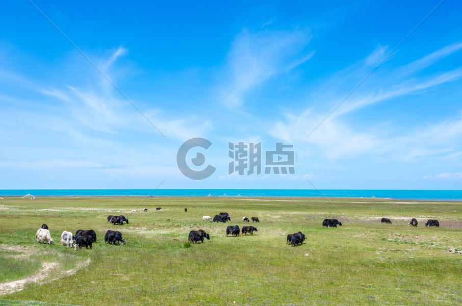 青海湖夏日风光图片素材免费下载