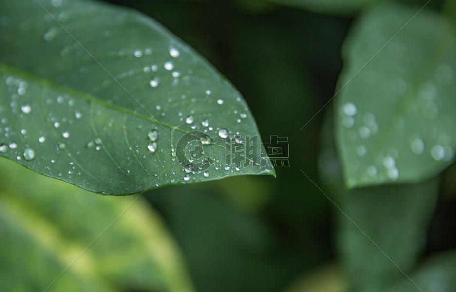 雨季摄影图4736*3037图片素材免费下载-编号656451-潮点视频
