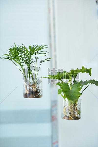 绿色植物图片素材免费下载