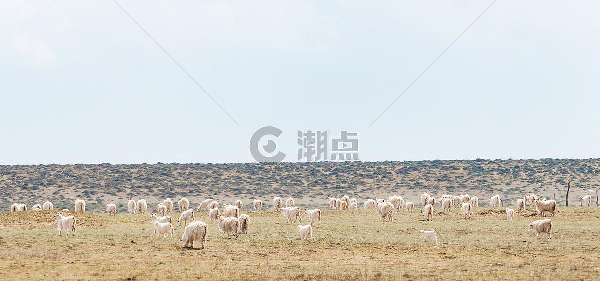 广阔草原中遍地的羊在吃草图片素材免费下载