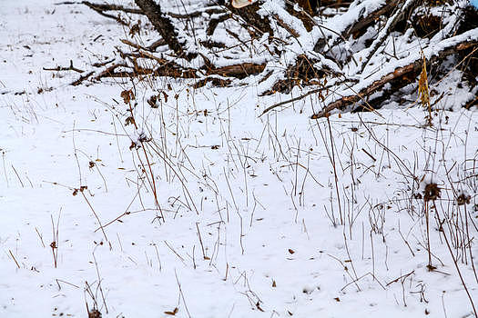 雪地里的枯草和枯树图片素材免费下载