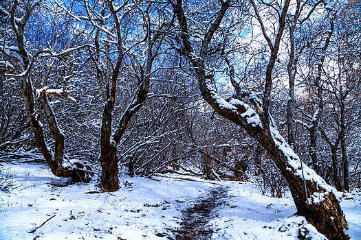 积雪的树林图片素材免费下载