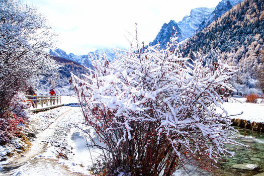 河边小路红叶树木上积着雪图片素材免费下载