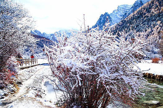 河边小路红叶树木上积着雪图片素材免费下载