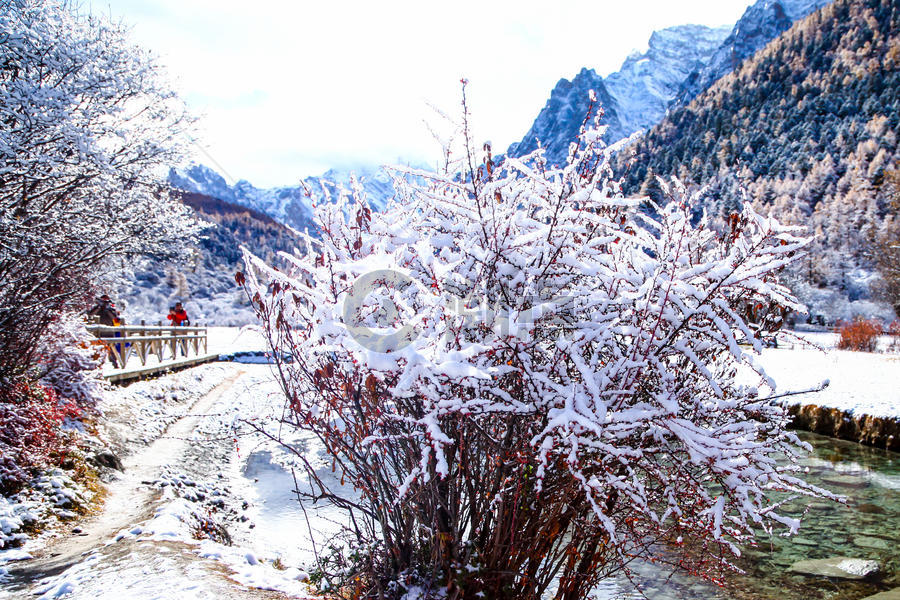 河边小路红叶树木上积着雪图片素材免费下载