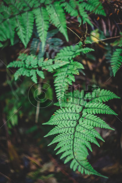 花草树木绿色植物图片素材免费下载