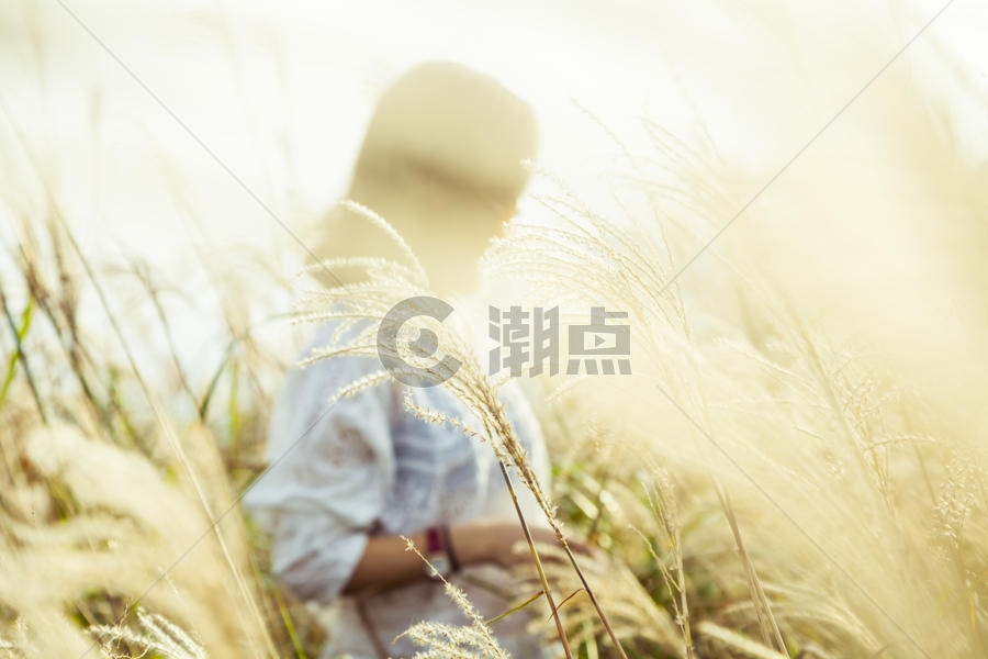 夕阳透过芦苇丛照在女孩身上图片素材免费下载